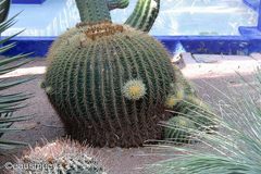 Jardin Majorelle